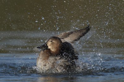 Common Pochard, female