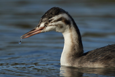 Great Crested Grebe