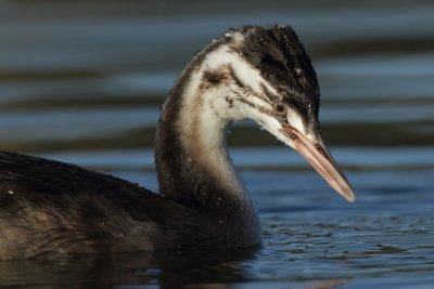 Great Crested Grebe