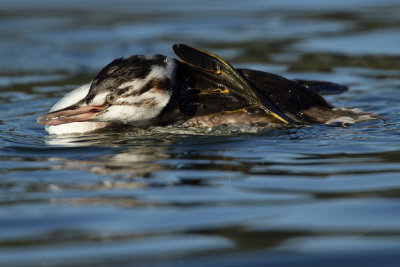 Great Crested Grebe