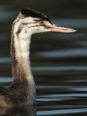 Great Crested Grebe