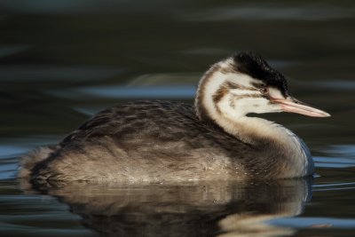 Great Crested Grebe