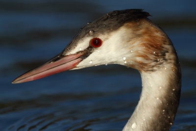 Great Crested Grebe