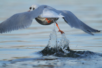 Black-headed Gull