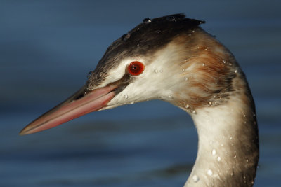 Great Crested Grebe