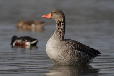 Greylag Goose