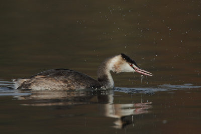 Great Crested Grebe