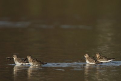 Dunlin