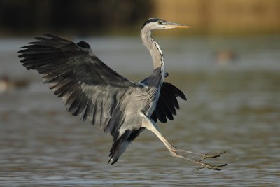 Grey Heron