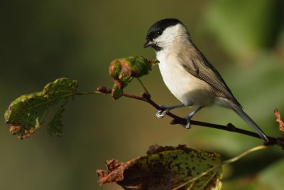 Marsh Tit