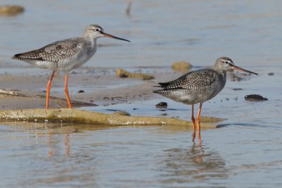 Spotted Redshank