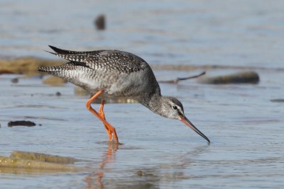 Spotted Redshank