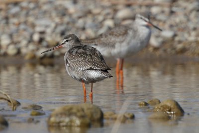 Spotted Redshank