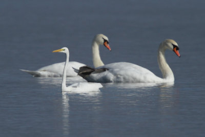 Great Egret, swimming with swans