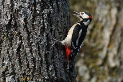 Great Spotted Woodpecker, male