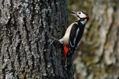 Woodpecker