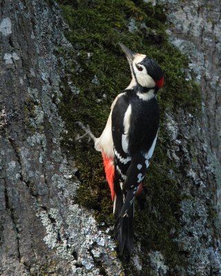 Great Spotted Woodpecker, male