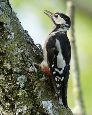 Great Spotted Woodpecker, young female