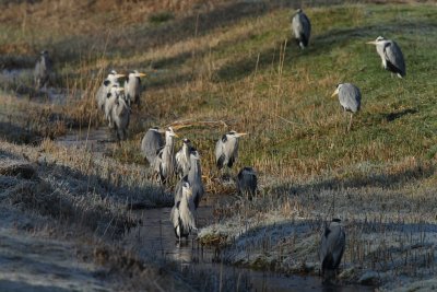 Grery Heron