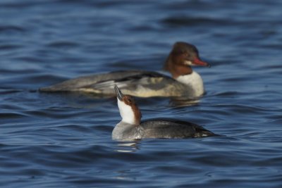 Smew, female