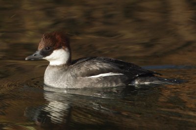 Smew