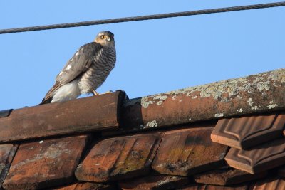 Eurasian Sparrowhawk