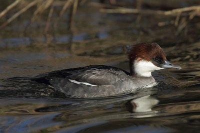 Smew, female