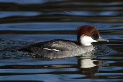 Smew, female