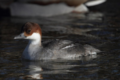 Smew, female
