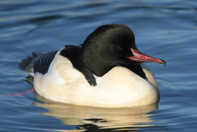 Goosander, male