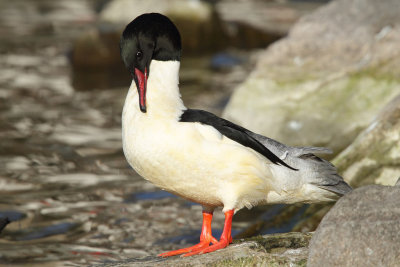 Goosander, male