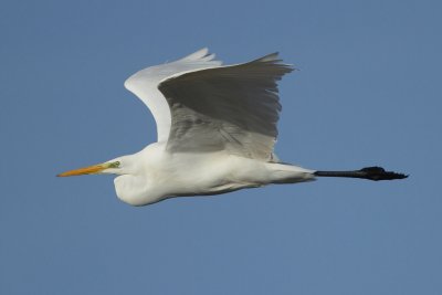 Great Egret