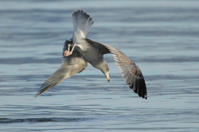 Herring Gull, 3Y