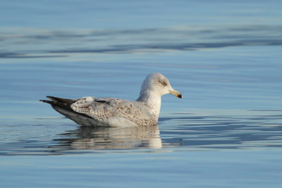 Herring Gull, 3Y