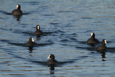 Coot