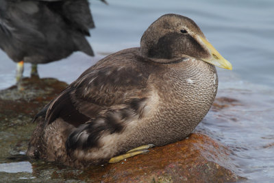 Eider Duck, first winter