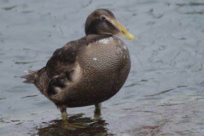 Eider Duck, first winter