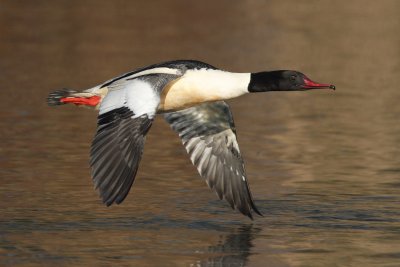 Goosander, male