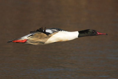 Goosander, male