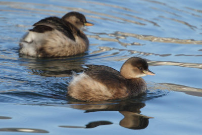 Little Grebes