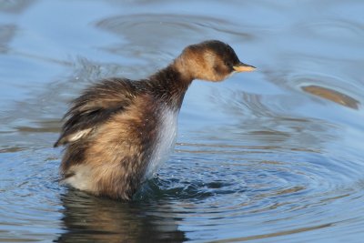 Little Grebe