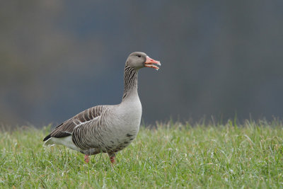 Greylag Goose