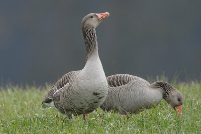 Greylag Geese