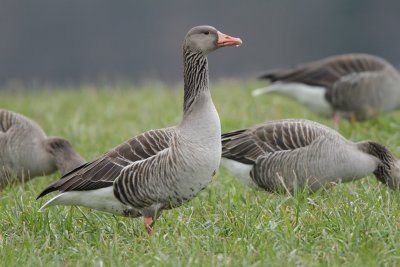 Greylag Geese