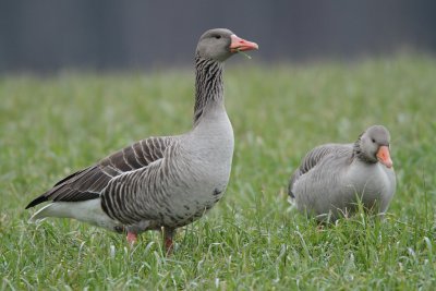 Greylag Geese