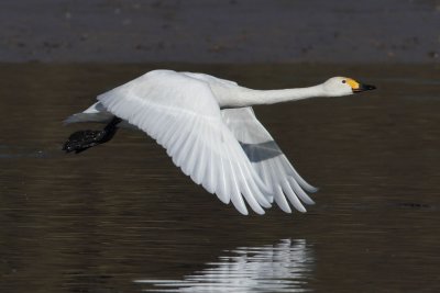 Bewick's Swan - In Flight