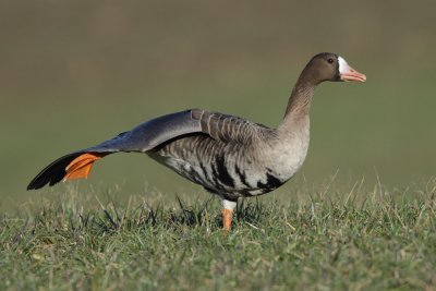 Greater White-fronted Goose - Grooming