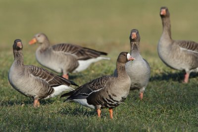 Greater White-fronted Goose among Greylag Geese