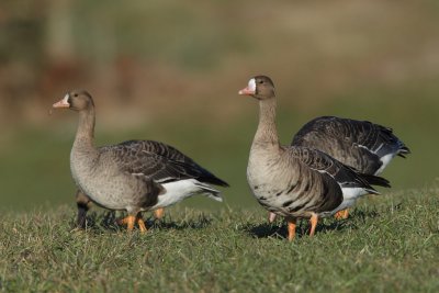 Greater White-fronted Goose