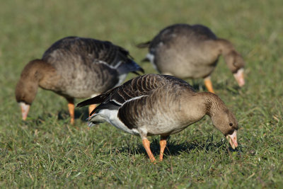 Greater White-fronted Goose - Grazing